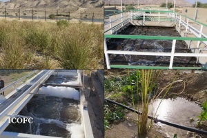 گیاه‌ پالایی و پاکسازی حوضچه‌ های قدیمی پالایشگاه دالان در راستای نگهداشت محیط زیست